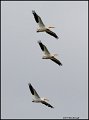 _1SB5218 American White Pelicans